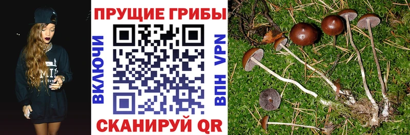 KRAKEN ТОР  Калининград  Галлюциногенные грибы GOLDEN TEACHER 
